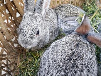 索尼总裁感叹PlayStation缺乏新IP 玩家却想要《血源》新作